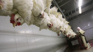 Is Your Chicken Processed By Free Range Humans?
